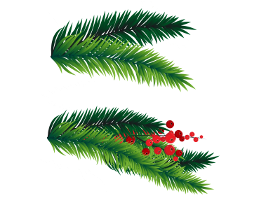 Pine Tree Branch