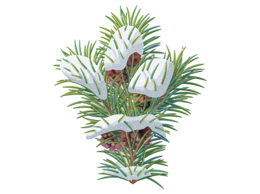 Pine Tree Branch