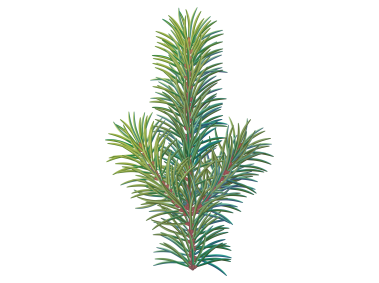 Pine Tree Branch