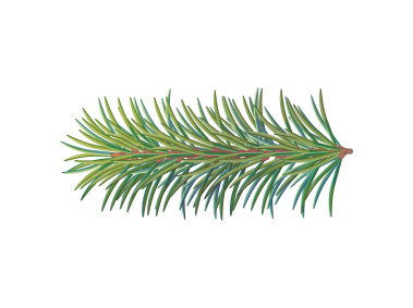 Pine Tree Branch