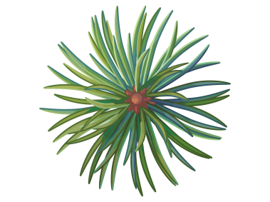 Pine Tree Branch