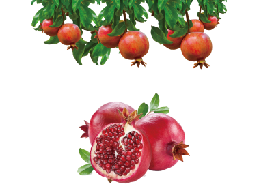 Pomegranate