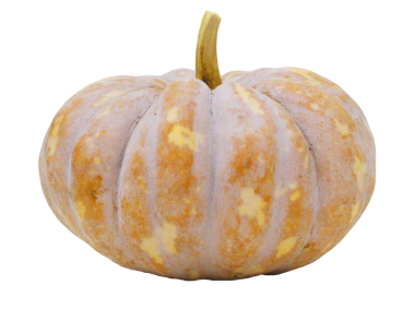 Pumpkin