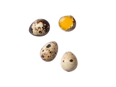 Quail egg