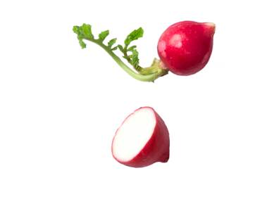 Radish