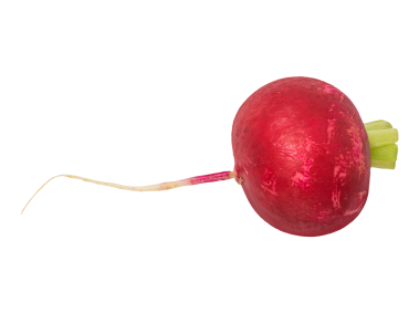 Radish