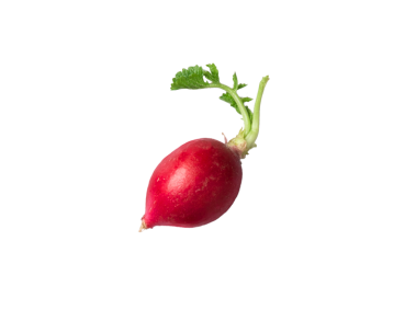 Radish