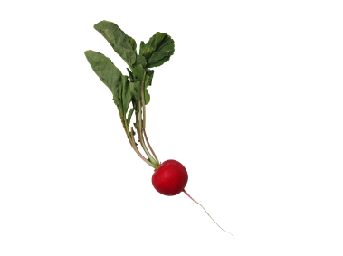 Radish