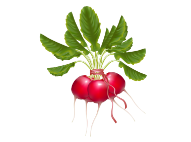 Radish
