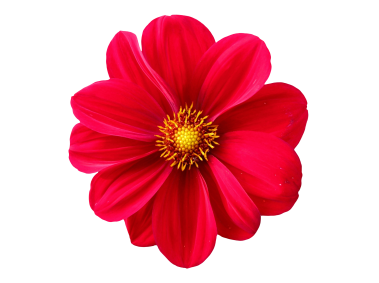 Red Flower