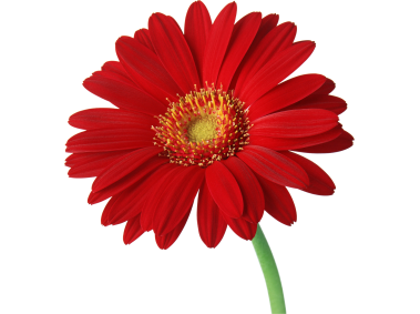Red Gerbera Flower