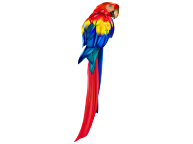 Red Parrot