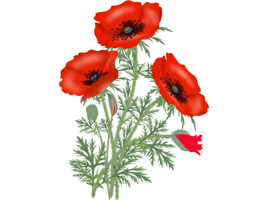 Red Poppy Flower