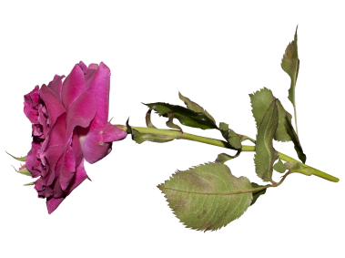 Red Rose
