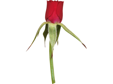 Red Rose