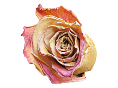 Red Rose