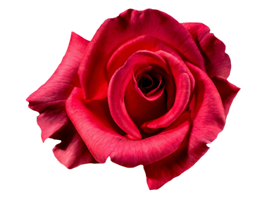 Red Rose
