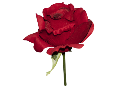 Red Rose