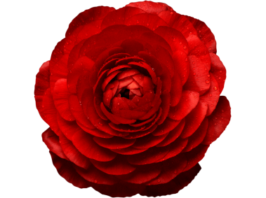 Red Rose