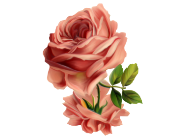 Red Rose