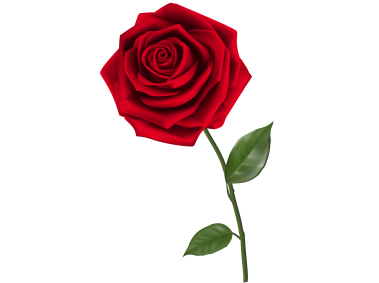 Red Rose