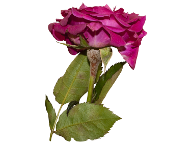 Red Rose