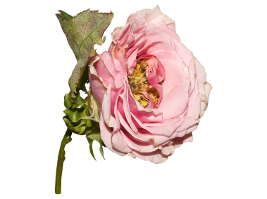 Red Rose
