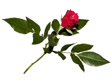 Red Rose