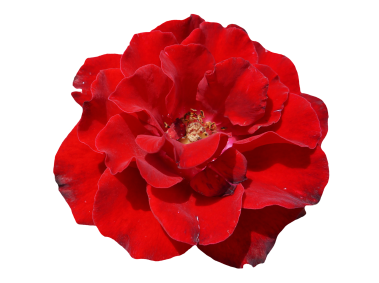 Red Rose
