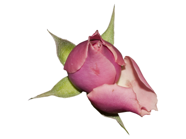 Red Rose