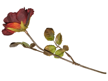 Red Rose