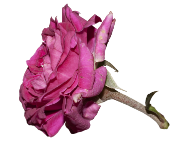Red Rose