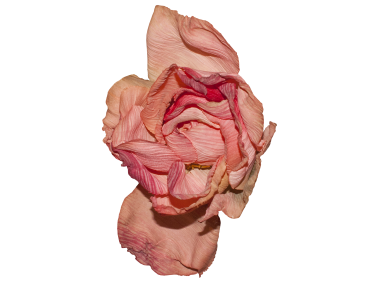 Red Rose