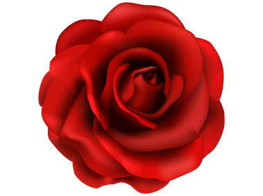 Red Rose