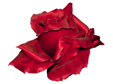 Red Rose