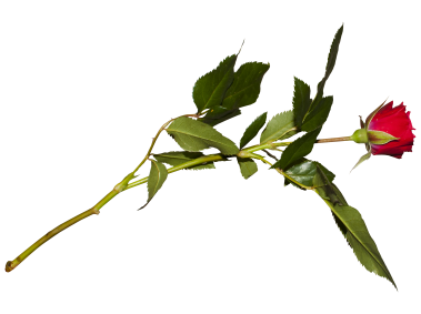 Red Rose