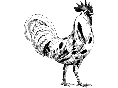 Rooster