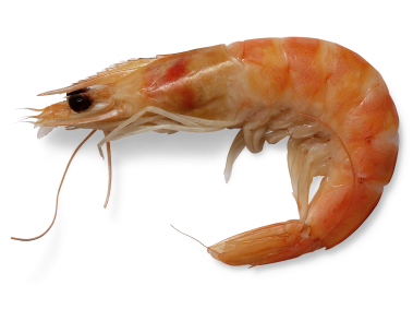 Shrimp
