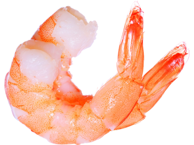 Shrimp