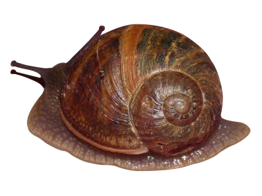 Snail