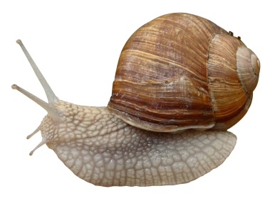 Snail