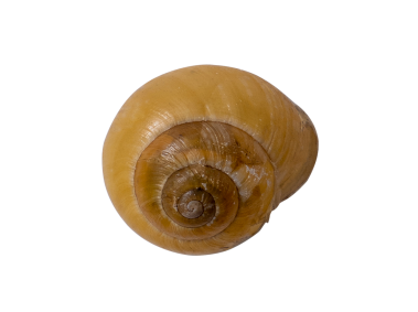 Snail Shell