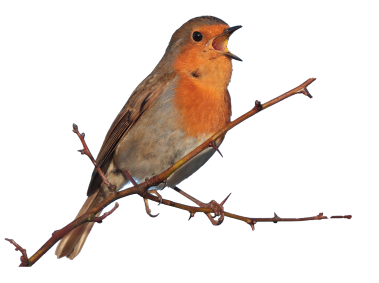 Sparrow Bird