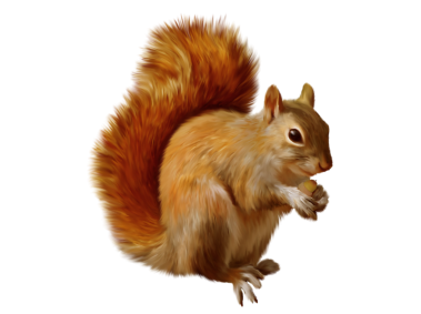 Squirrel