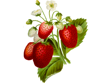 Strawberry Illustration