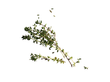 Thyme