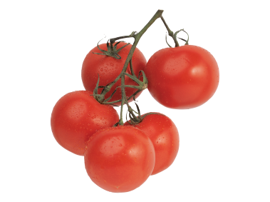 Tomato
