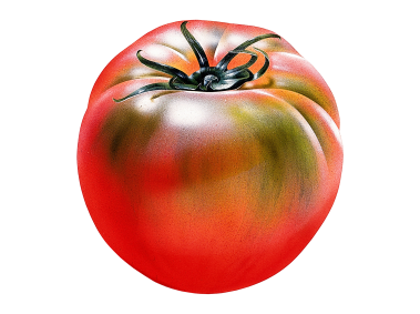 Tomato