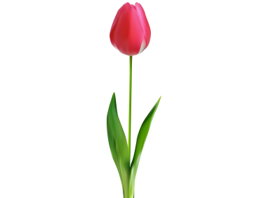 Tulip