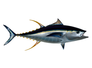 Tuna Fish